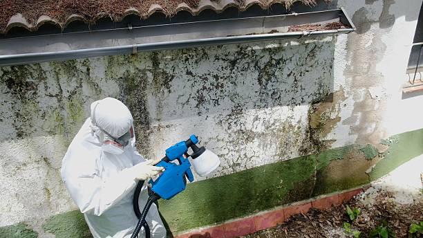 Top rated local Mold Remediation specialists in Dover, MA